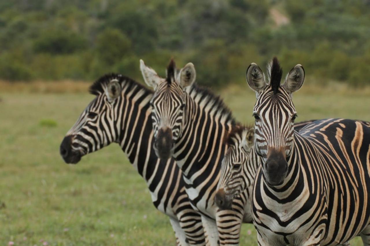 Idube Game Reserve Sabi Sand Game Reserve Exterior photo
